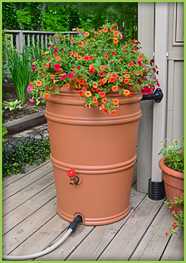 Rain Barrel
